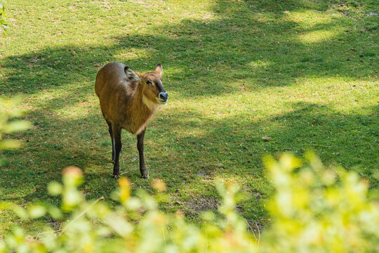 African kob stanging on the grass. Antelopes that can be found during safari adventure.