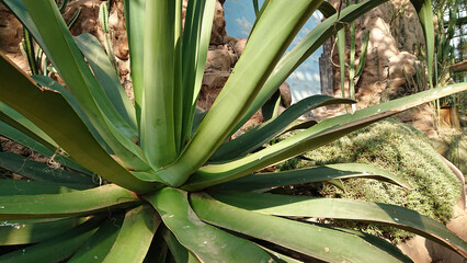 Obraz premium Close-Up of Agave Plant Leaves