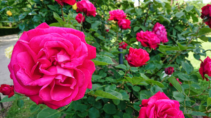 Bright Pink Roses Blooming in a Garden