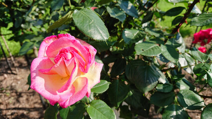 Colorful roses blooming in a vibrant garden