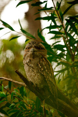 Tawny Frogmouth