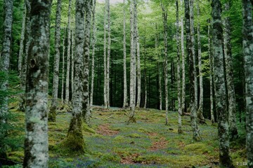 Naklejka premium forest in the morning