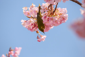重力に逆らう小鳥と桜