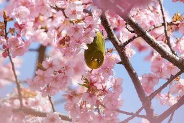 桜の枝にぶら下がる小鳥