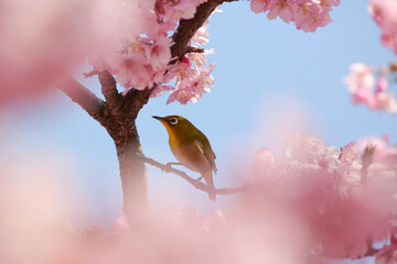 桜の枝に掴まる鳥
