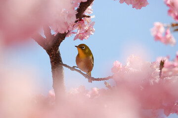 桜の枝に止まる小鳥