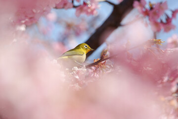 桜の枝に止まる小鳥