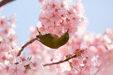 ピンクの花と小鳥