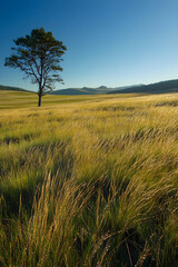 Serenity of the Grassland: Embracing Nature's Simplicity and Tranquility Under an Open Sky