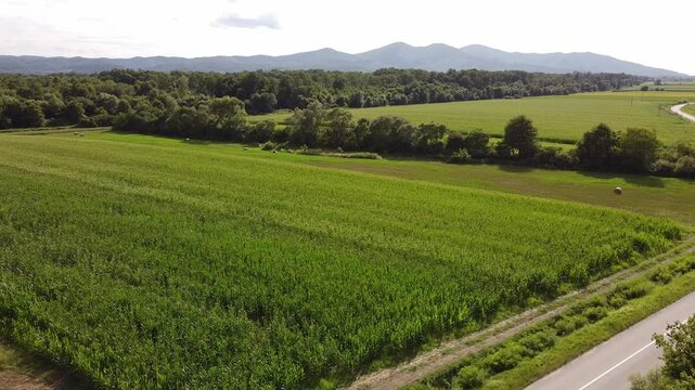rural landscape
