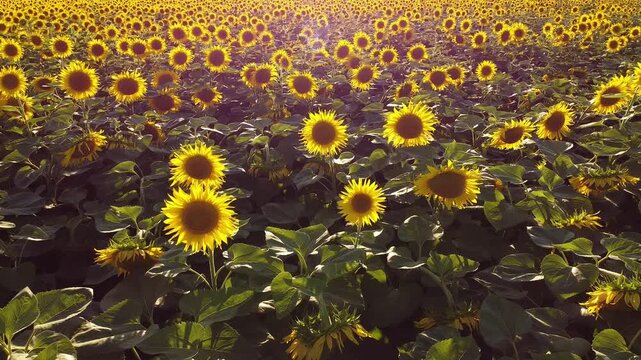 golden sunflower field