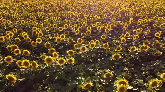 golden sunflower field
