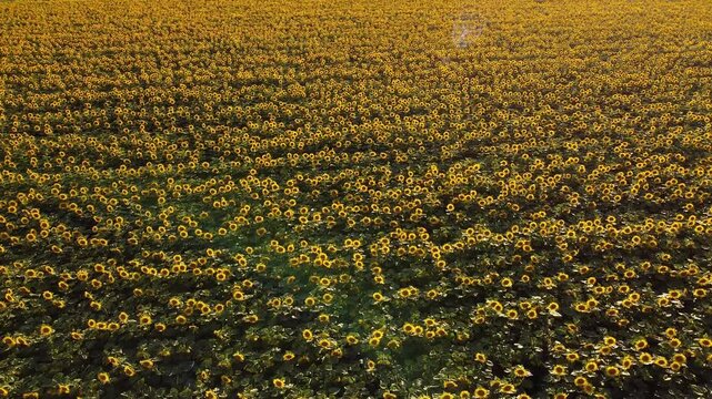 golden sunflower field