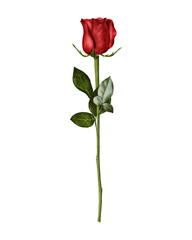 A delicate watercolor illustration of a single red rose on a long stem with lush green leaves.