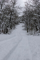 A trail leads through freshly fallen snow at High Point State Park, NJ, copy text space