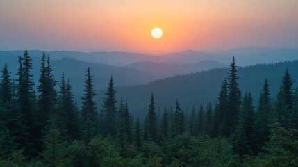 Sunrise in a tranquil pine forest with golden light filtering through trees and misty atmosphere