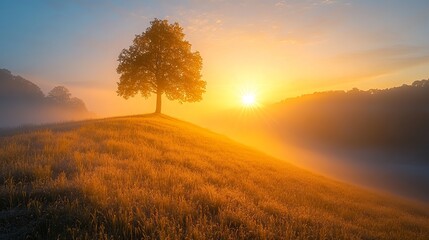 Obraz premium Sunrise over a foggy valley with a lone tree at the center, peaceful morning landscape with soft golden light