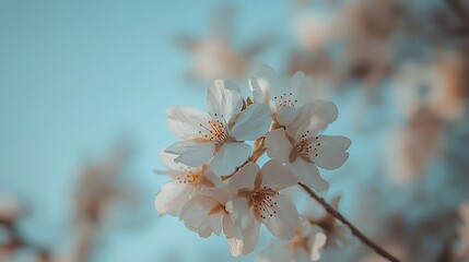 Close-up of delicate white cherry blossoms against a soft blue sky.