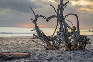 Hart tree on the beach