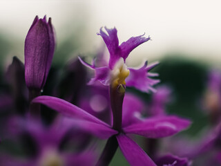 Close up of a flower