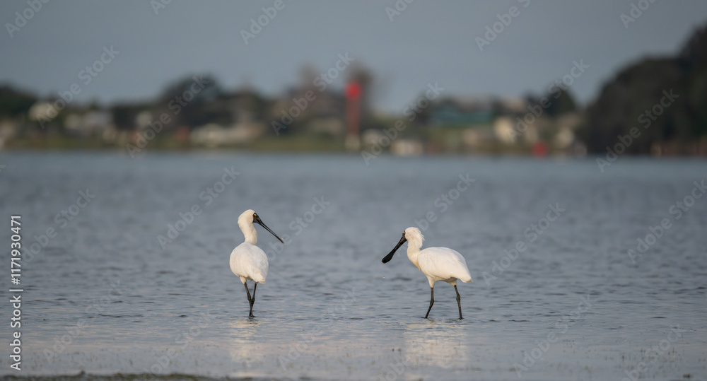 Wall mural Royal spoonbill