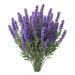 Obraz premium A Vibrant Bouquet of Lavender Flowers Isolated on a Transparent Background
