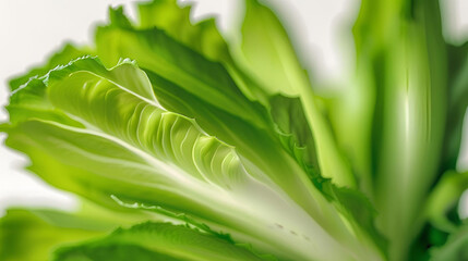 Obraz premium Endive green isolated on white background 
