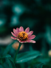 Flower in the garden