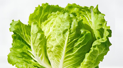 Endive green isolated on white background 