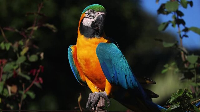arara canind&eacute; na cidade de Alto Paraiso de Goi&aacute;s, regi&atilde;o da Chapada dos Veadeiros, Estado de Goi&aacute;s, Brasil