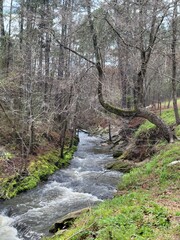 river in the forest