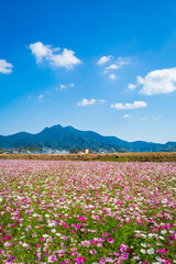 金峰山とコスモス

