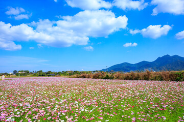 金峰山とコスモス
