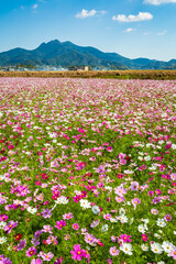 金峰山とコスモス
