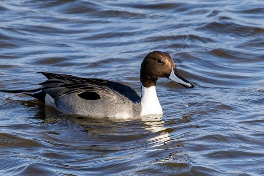 Northern Pintail Duck swimming in a Pond