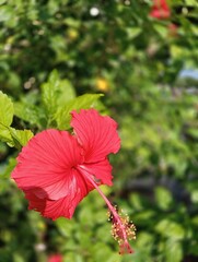 red hibiscus flower