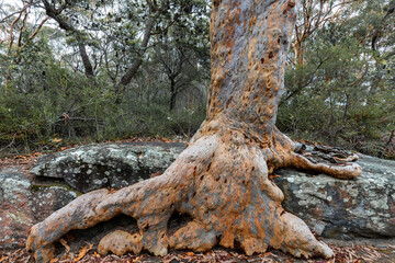 Sydney Red Gum tree growing over sandstone tock ledge in the Royal National Park, Sydney New South Wales Australia