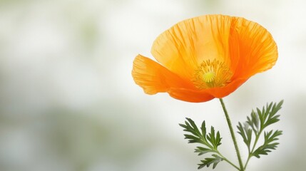 Fototapeta premium The California Poppy flower is a vibrant orange color with delicate petals that radiate outwards from a central yellow center, providing a striking contrast against the crisp white background.