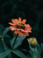 Orange flower in the garden