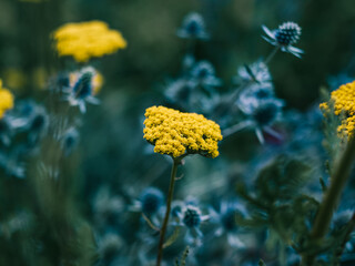 yellow flowers in the garden