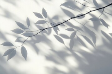 Delicate Shadows of Tree Leaves on White Wall in Soft Light