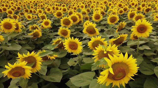 field of sunflowers