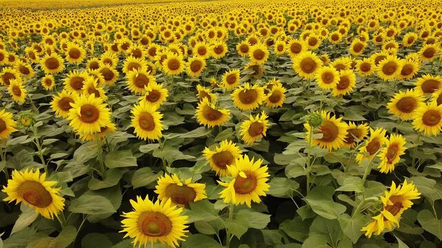 field of sunflowers