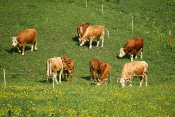 Cows grazing on a green pasture.