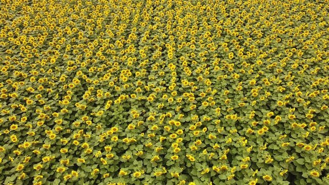 sunflowers field