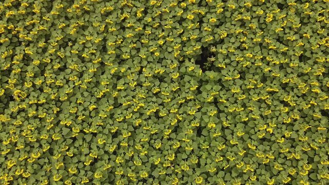 sunflowers field