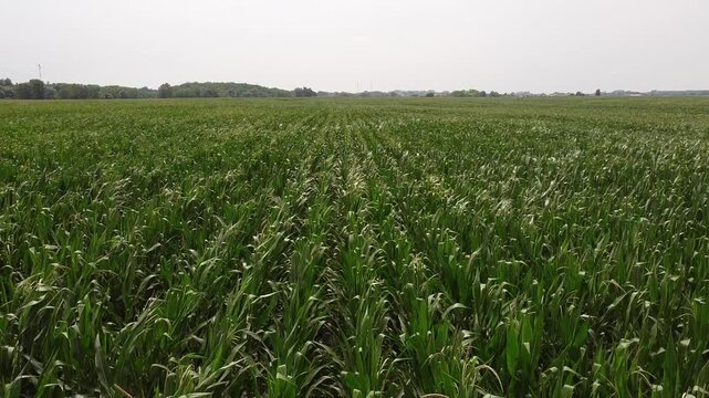 corn field in summer