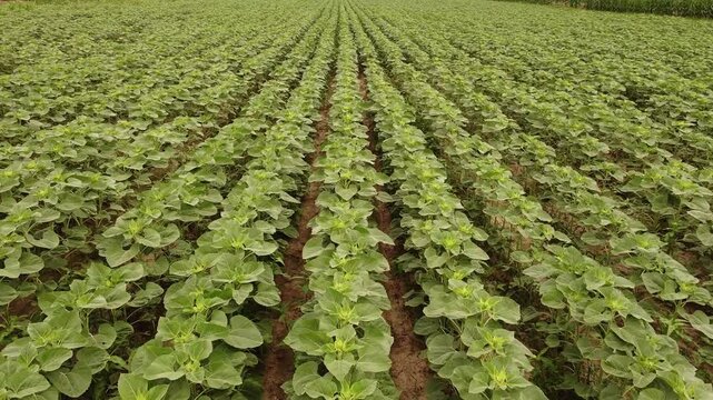 field of sunflowers before blooming