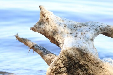 A bleached driftwood log near the waterÐ²Ð‚â„¢s edge.