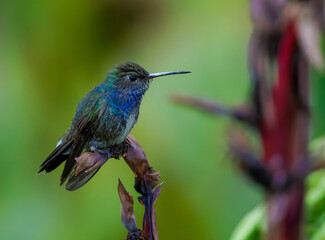 Fototapeta premium Chionomesa lactea